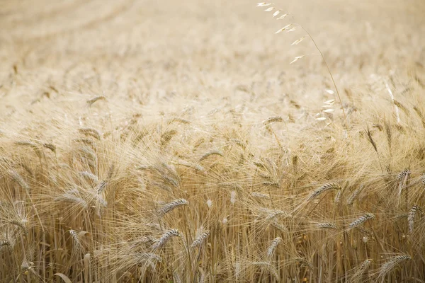 Campo de trigo — Foto de Stock