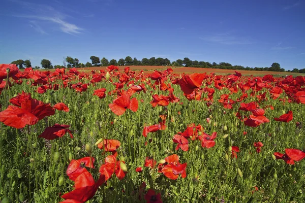 Field of poppies — Stock Photo, Image