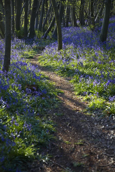 Wilde bloemen in bos — Stockfoto