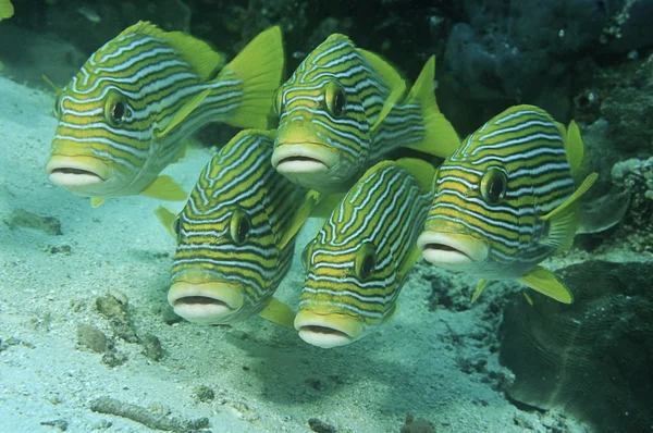 Orientalne sweetlips — Zdjęcie stockowe