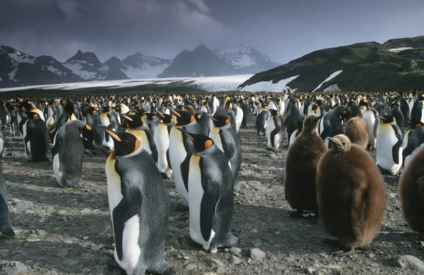 Koloni av kung pingviner — Stockfoto