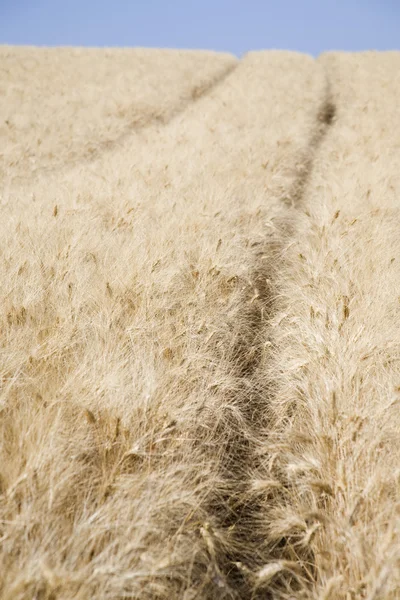 Campo de trigo — Foto de Stock