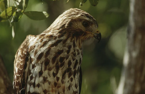 Merlin — Stockfoto