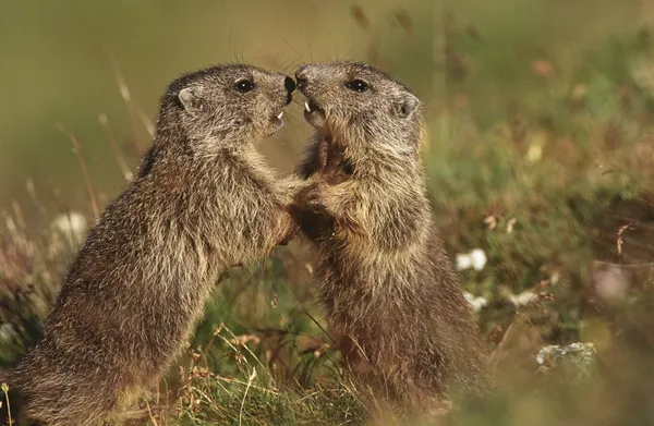 Marmotas no prado — Fotografia de Stock