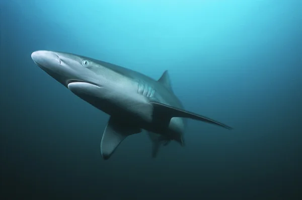 Aliwal Shoal, Oceano Índico — Fotografia de Stock