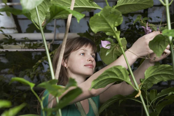 Vrouw die werkt in kas — Stockfoto