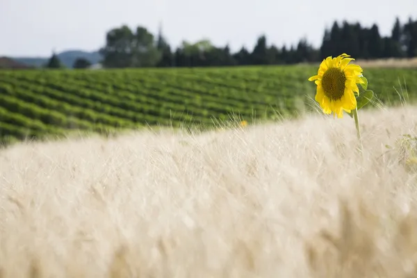 Wheat field — Stock Photo, Image