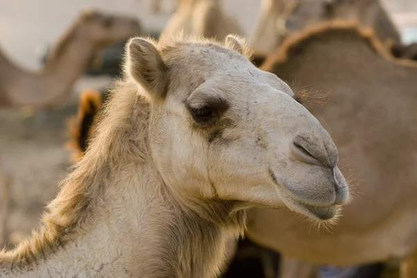 Kamelgesicht — Stockfoto