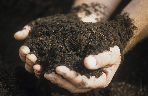 Male hands holding soil