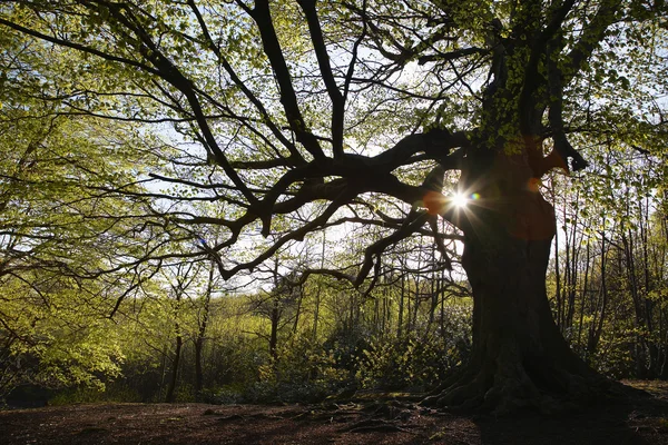 木の日光 — ストック写真