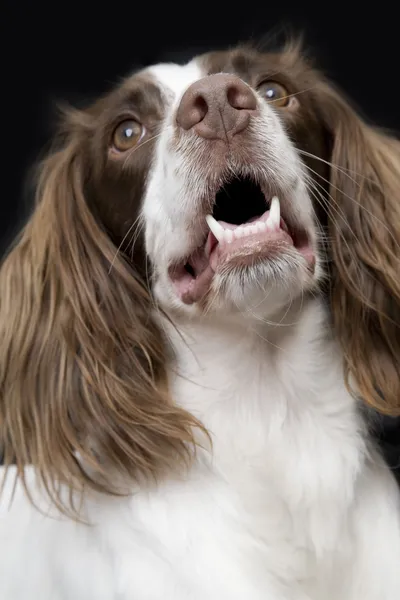 Inglês Springer Spaniel — Fotografia de Stock