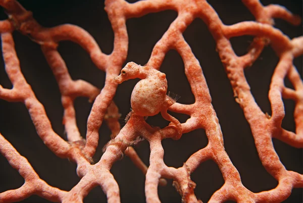 Pygmy mořský koník na gorgonií coral Stock Obrázky