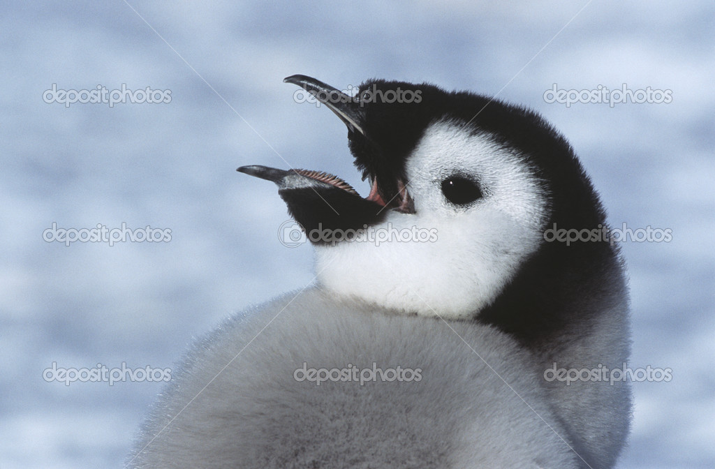 皇帝ペンギン写真素材 ロイヤリティフリー皇帝ペンギン画像 Depositphotos