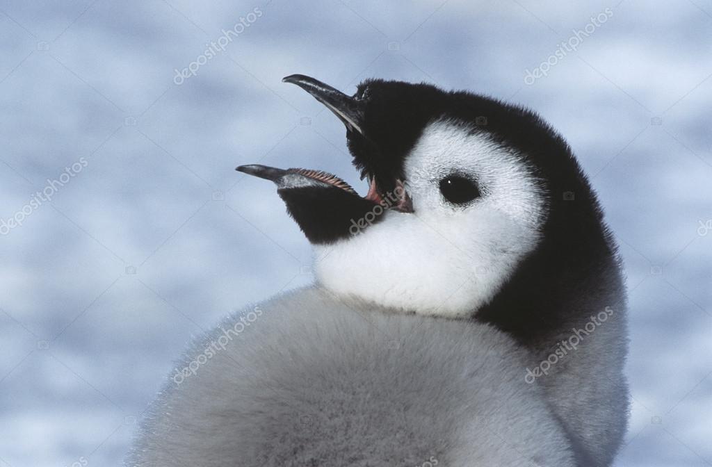 皇帝ペンギン写真素材 ロイヤリティフリー皇帝ペンギン画像 Depositphotos