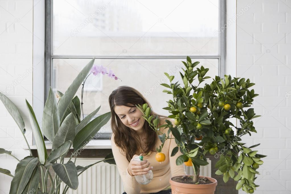 Woman tending potted orange tree