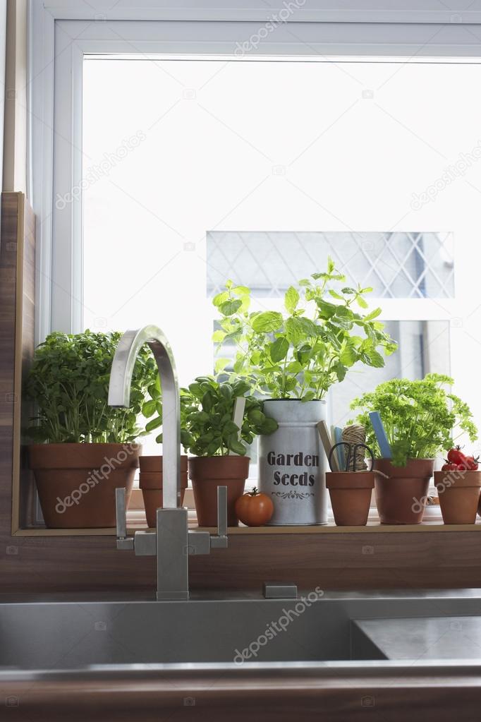 Herbs growing in flowerpots