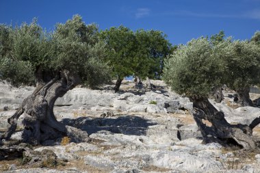 zeytin ağaçları