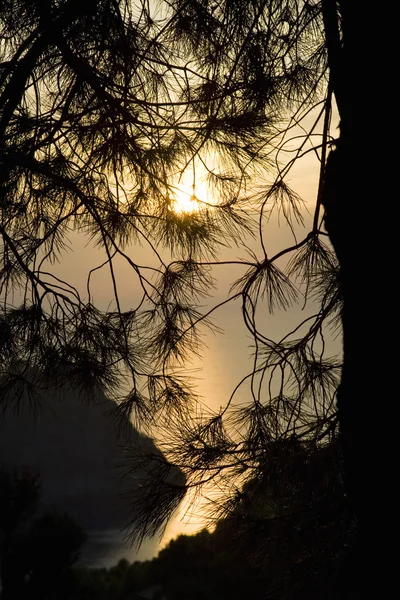 Дерево на закате — стоковое фото