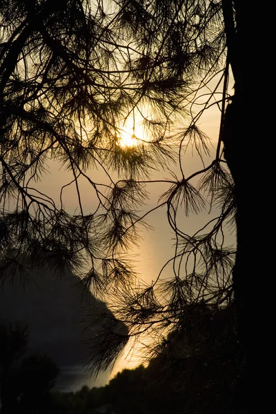 Ağaç sunset — Stok fotoğraf