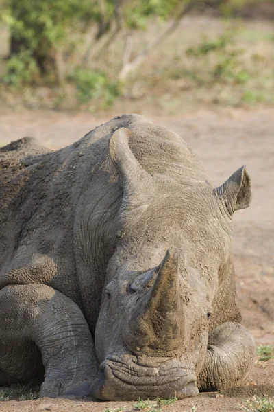 Avslappnad rhino — Stockfoto