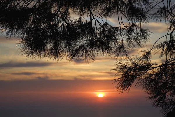 Boom bij zonsondergang — Stockfoto