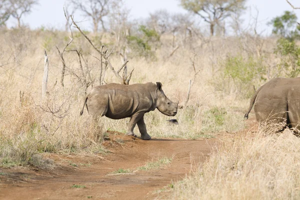 Rhinocéros marcheurs — Photo