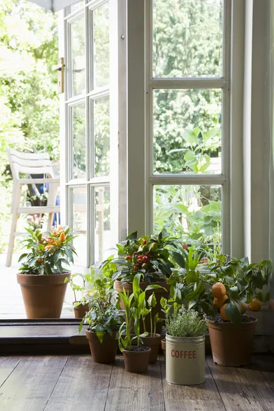 Pequenas plantas em vaso — Fotografia de Stock