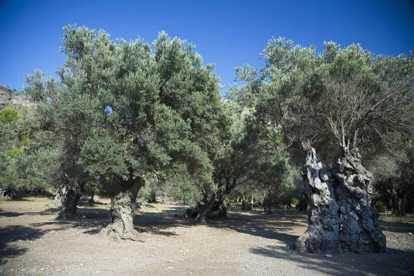 Zeytin ağaçları — Stok fotoğraf