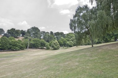 ağaçlar üzerinde yaz çayır