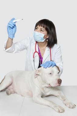 Veteriner köpeği sıcaklığını kontrol
