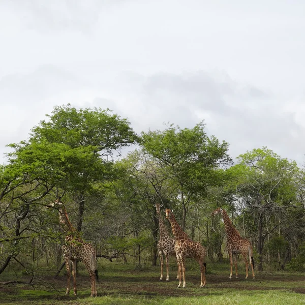 Giraffen im Wald — Stockfoto