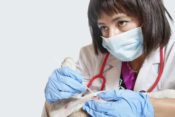 Femme vétérinaire nettoyage blessure — Photo