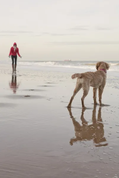 所有者と犬 — ストック写真