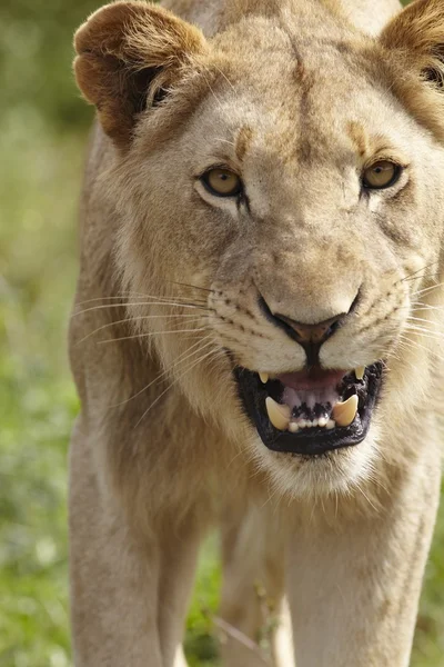 Lioness — Stock Photo, Image