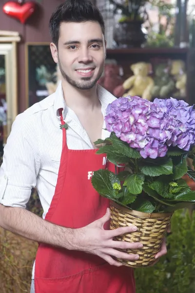 Florista segurando hortênsia — Fotografia de Stock