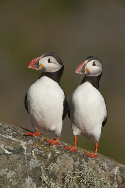 Dos frailecillos atlánticos se posan uno al lado del otro Runde island, Noruega —  Fotos de Stock