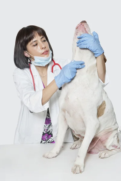 Veterinaria femenina perro examinador — Foto de Stock