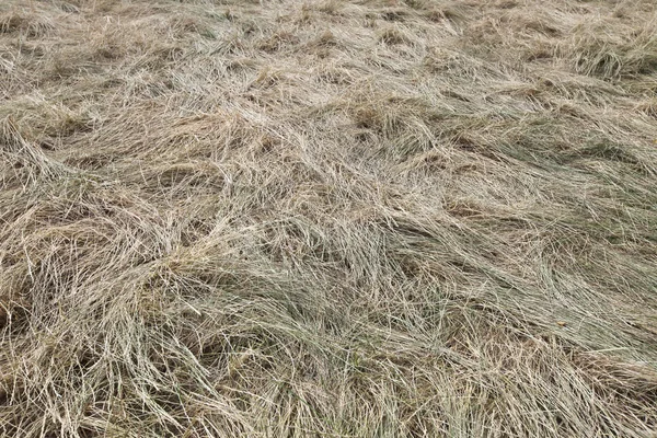 Frame shot of straw — Stock Photo, Image