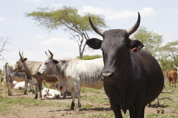 Rebaño de ganado nguni — Foto de Stock