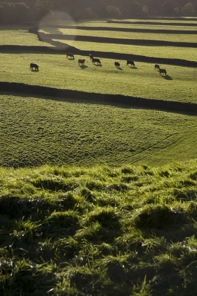 Αγελάδες για βοσκότοπο στην Αγγλία — Φωτογραφία Αρχείου