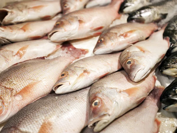 Pesce appena pescato sul mercato — Foto Stock
