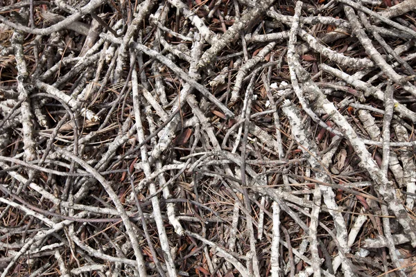 Dead branches and sticks — Stock Photo, Image