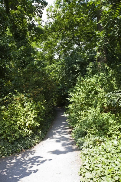 Alberi lungo la strada di campagna — Foto Stock