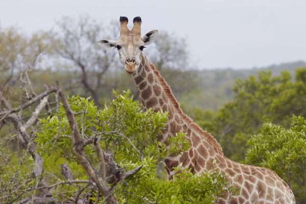 Giraffe in African woodland