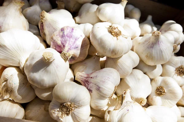 Ajo blanco púrpura — Foto de Stock