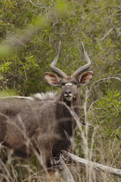 Nyala masculina — Fotografia de Stock