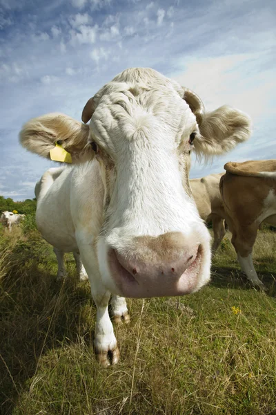 Коровы пасутся в загоне — стоковое фото