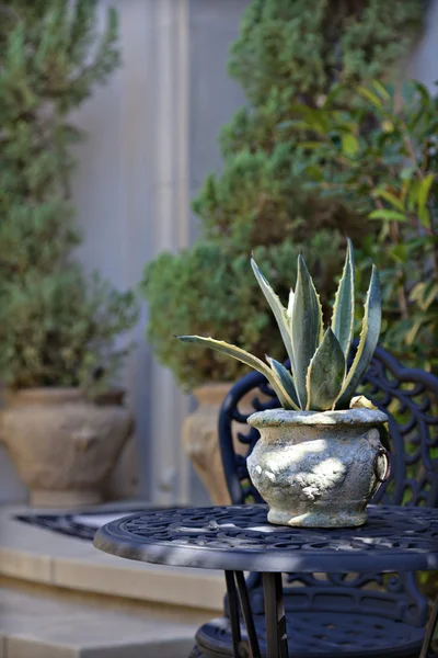 Pote planta na mesa do pátio — Fotografia de Stock