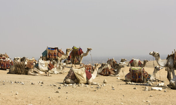 Camels resting at site