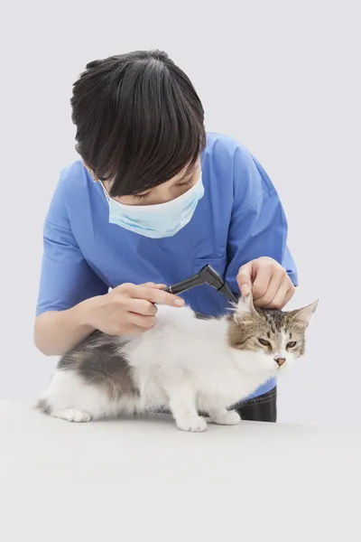 Женщина-ветеринар осматривает кошку. — стоковое фото